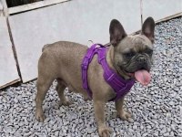 Kurulu Düzen Damızlık French Bulldoglar