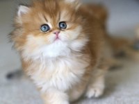Emsalsiz Golden Ny12 Golden Longhair 