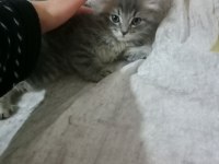 British shorthair 2.5 aylık yavru