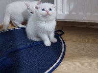 Scottish Fold Paşam Uyguna Verilecek