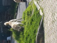 Kendi Sivastan getirilmiş kangal yavrular