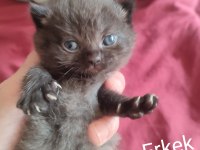 Show kalite british shorthair yavrular