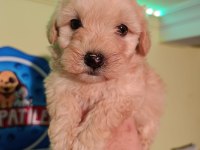 Maltipoo yavrular