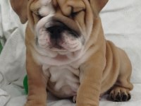 ANATOMİ HARİKASI İNGİLİZ BULLDOG BEBEKLER