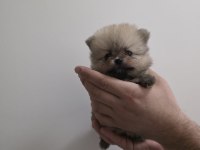 Beyaz ve Orange ayı surat pomeranian minnoşlar