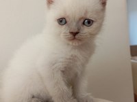 Safkan yavru harika kedilerim