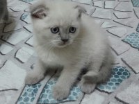 British shorthair