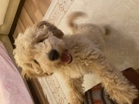 Tam 3 aylık erkek poodle 0 numara Latte yuvasını arıyor