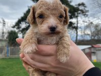 Toy poodle yavrular