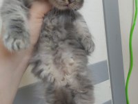 British shorthair