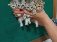 British shorthair yavrular 40 günlükler