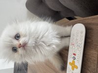 Oyuncu british longhair oburum