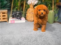 Garantili Poodle Bebekler