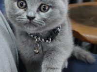 Scottish fold 3 aylık