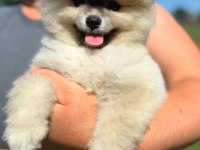 Yavru Pomeranian Boolarımız