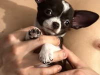 Şehir değişikliği nedeniyle köpeğimi vermek zorundayım