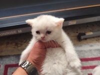 2 bembeyaz british shorthair kedisi