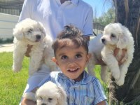 SAFKAN MALTESE TERRIER (MALTA KÖPEĞİ)