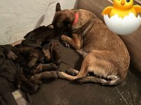 Hırs küpü malinois yavrular