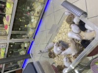 MİNİK HAMSTER DOSTUNU SEÇ ADRESİNE GELSİN
