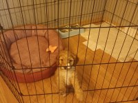 Sevimli erkek maltipoo