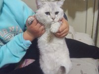 ÜCRETLİ SAHİPLENDİRİLECEK BRİTİSH KEDİLER