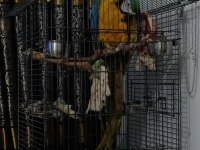 11-12 aylık macaw papağanı