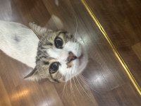 Tekir kedimiz