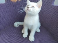 MİSKET GÖZLÜ BRİTİSH SHORTHAİR EVLAT