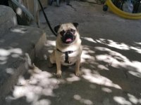 PUG MOPS ücretsiz Açıklamayı okuyun