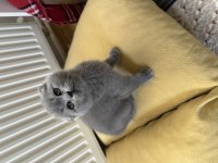 Şekermi şeker bebek kedilerim