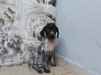 Puanter bebek köpeğimiz