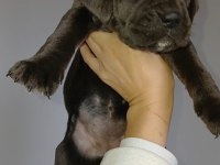 Yavru Cane Corso Aslanlar Piyasada