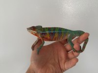 Panter bukalemun