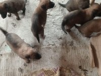 SON KALAN BELÇİKA KURDU YAVRULARI ACELE EDEN ALIR