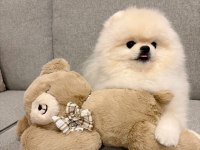 Erkek- Dişi Kar Beyaz Pomeranian Yavrularımız