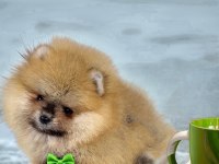 Show class pomeranian boo erkek yavru