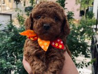 Ev ortamında kore poodle bebekler