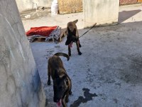 Orijinal cins belçika kurdu dişi ve erkek