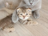 Scottish Fold Kızımız Yeni Yuvasına Gitmeye Hazır