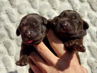 Çkolata Labrador