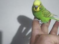 Yeni düşen bebek muhabbet kuşu yavrular