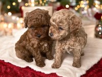 45 Günlük Sıcak yuva arayan Toy Poodle