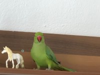 5 Aylık Pakistan Papağanı