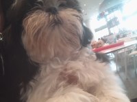 ŞİTSU KÖPEĞİM BELLADİSİ