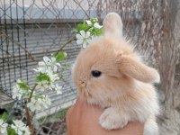 Hollanda lop tavşanı 1 aylık