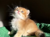Mükemmel Kalite Golden Ny11 British Longhair