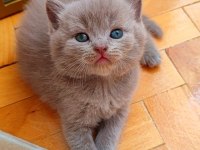 GRİ LİLAC DİŞİ ERKEK YAVRU KEDİLER