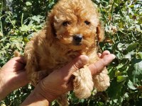 RED BROWN A KALİTE ORJİNAL TOY POODLE YAVRULAR
