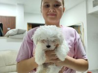 Maltese Terrier Yavrularımız Canlı Görerek Alabilirsiniz